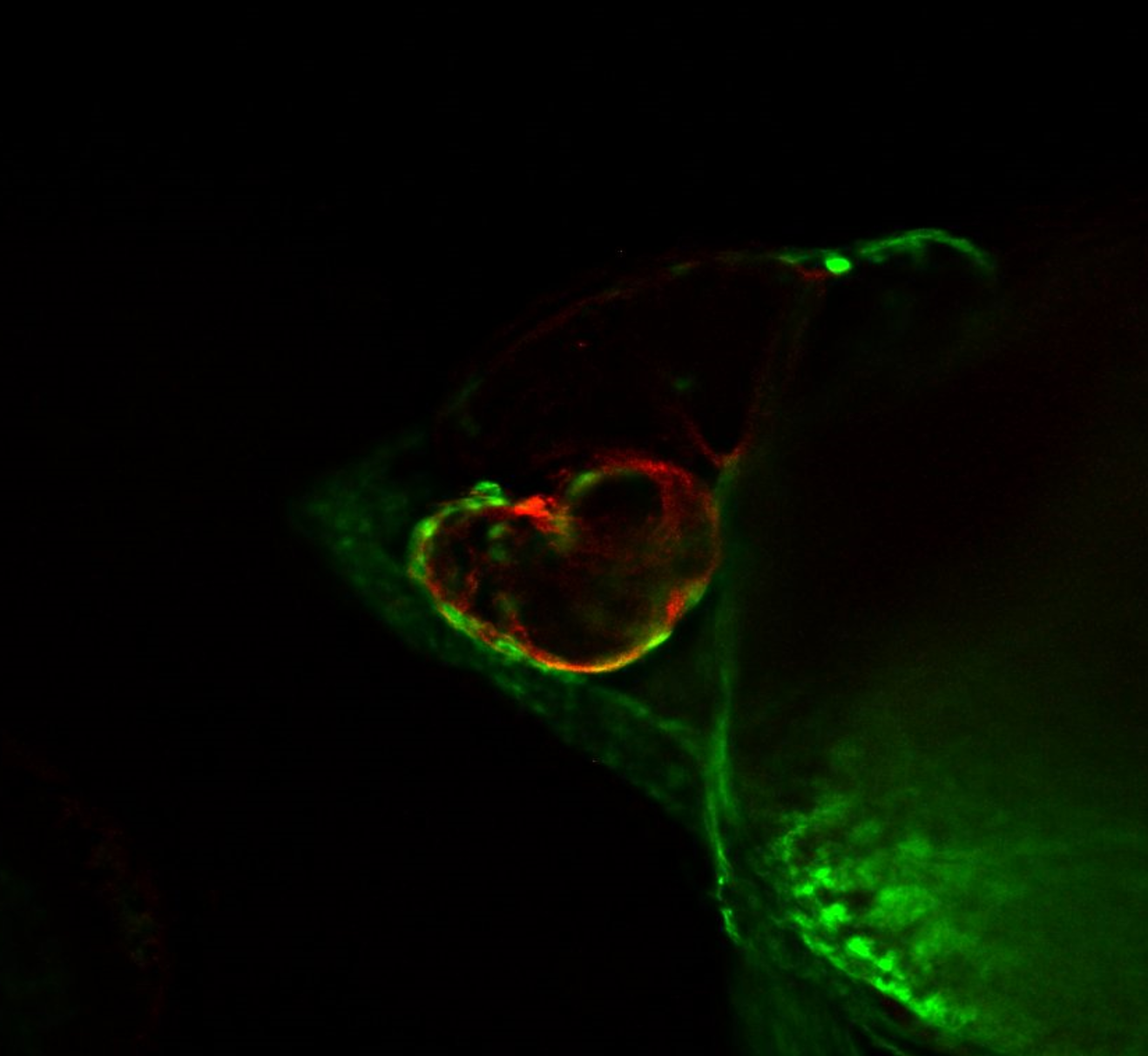 Fluorescent epithelial cells in zebrafish heart