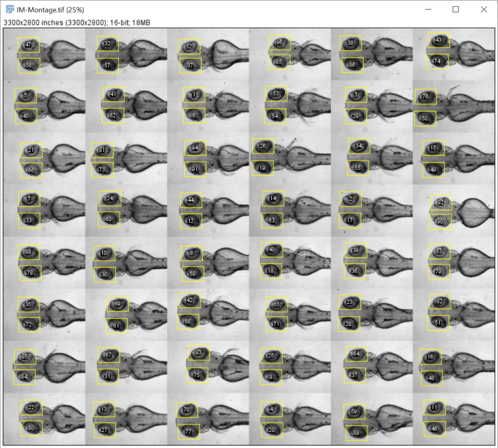 object-detection in zebrafish