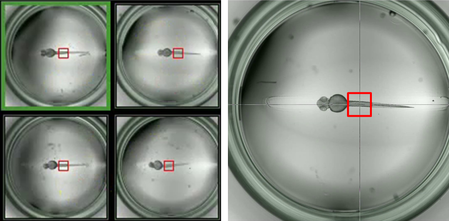 Annotation of the regions to image at higher resolution in the PlateViewer