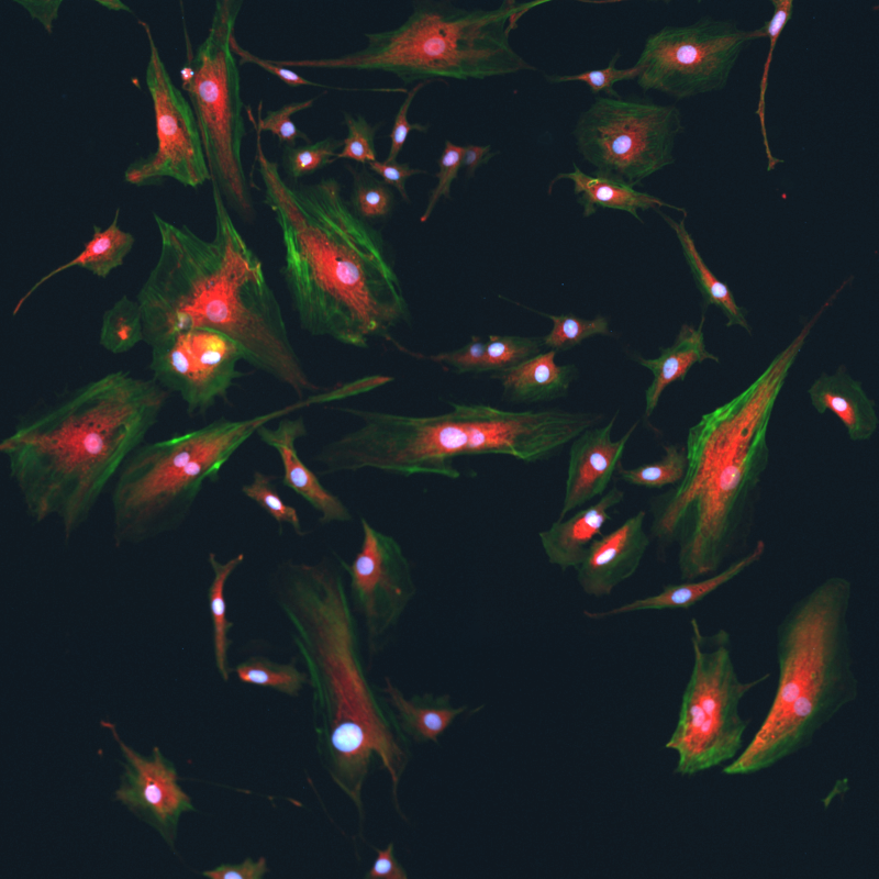 Fixed fluorescence cells imaged at 20X magnification